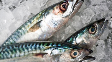 El INIDEP evalúa el stock sureño de caballa en el área de El Rincón a bordo del buque Mar Argentino