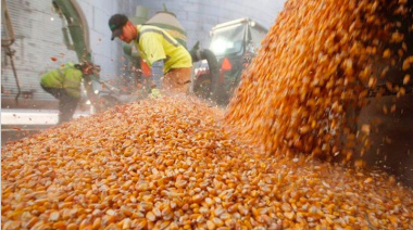 Radiografía de los productores de granos en Argentina: predominio del arrendamiento y la escala mediana