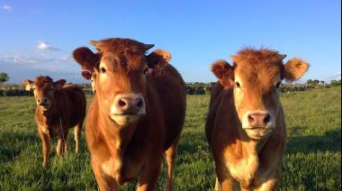 La producción de carne bovina crece en julio, pero los precios del mercado interno desalientan las exportaciones