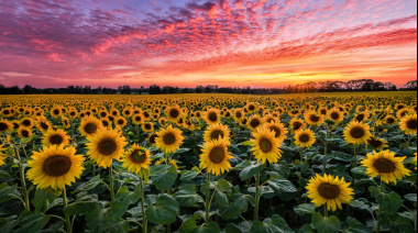 El girasol se encamina a su mayor siembra del siglo con una proyección de 2,7 millones de hectáreas