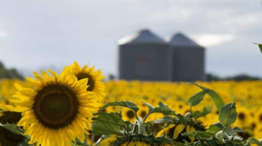 El maíz se recupera y el girasol consolida un "boom" histórico en la siembra de Córdoba