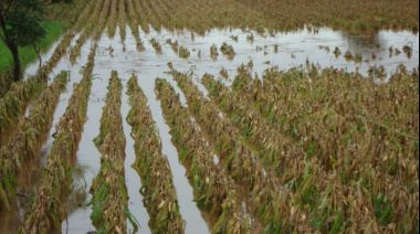 El 27% de las hectáreas de trigo argentino presenta excesos hídricos tras las lluvias torrenciales