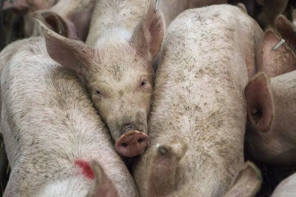 Argentina registra un récord histórico en faena y producción de carne de cerdo en 2025