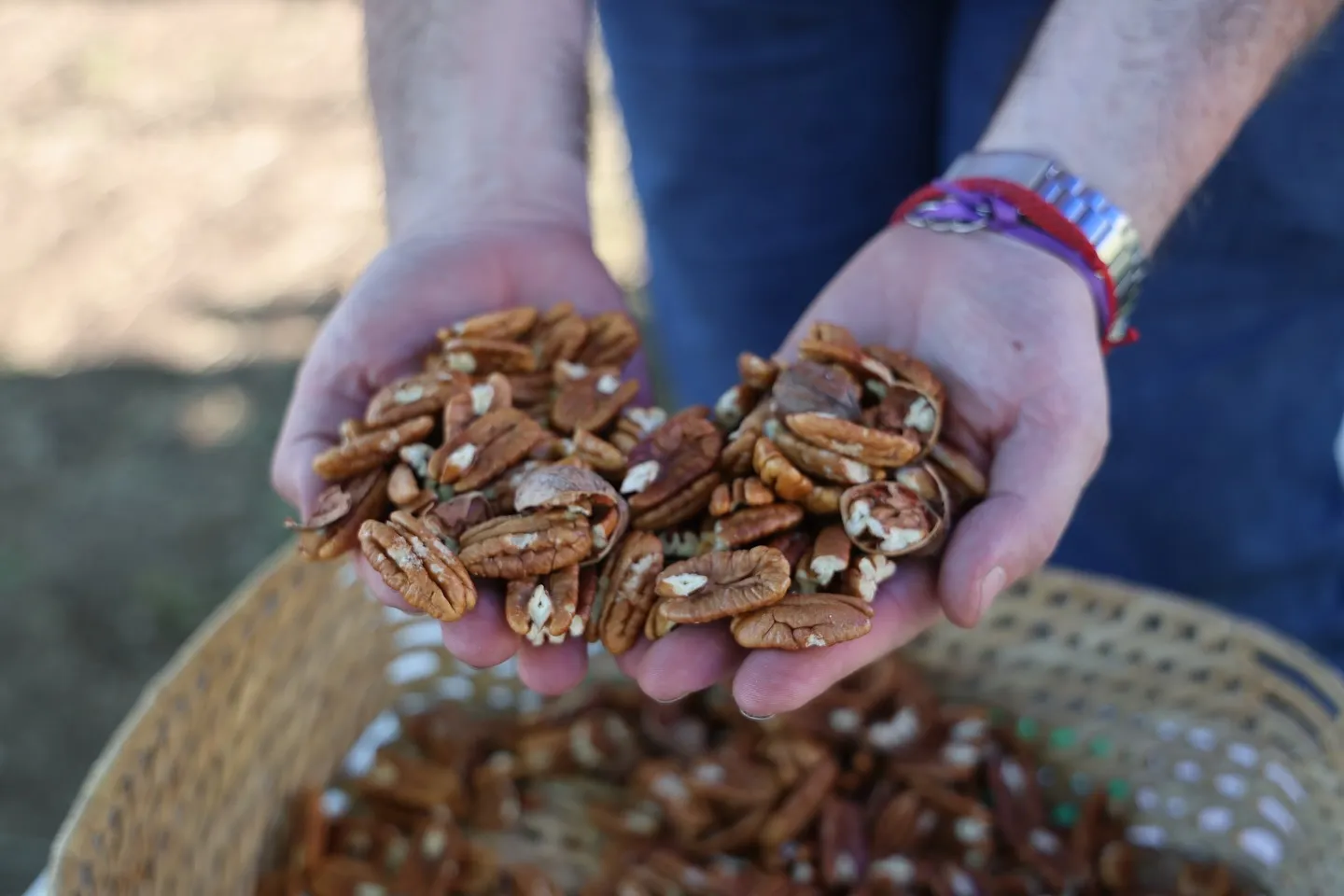 La nuez pecán se perfila como un cultivo con futuro en Catamarca con el apoyo del INTA