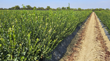 Biotecnología argentina desarrolla "protector solar" para cultivos y optimiza la fotosíntesis
