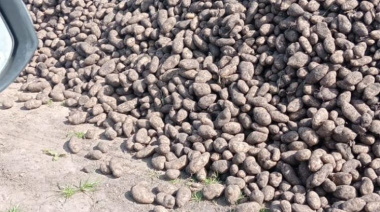 La crisis del sector papero en el sudeste bonaerense obliga a los productores a abandonar la cosecha