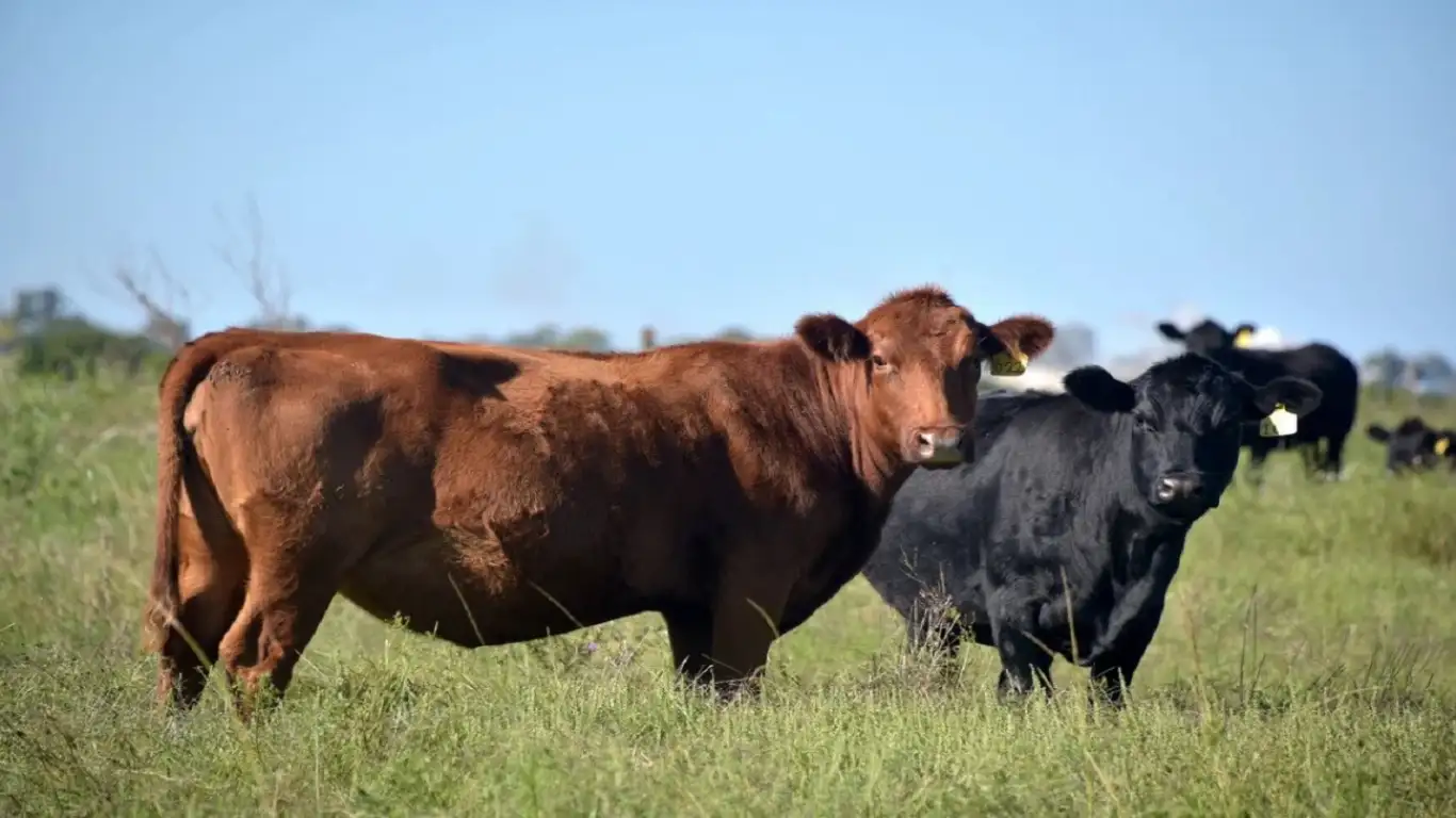 La devaluación y la eliminación de retenciones impulsan la competitividad de la carne vacuna argentina