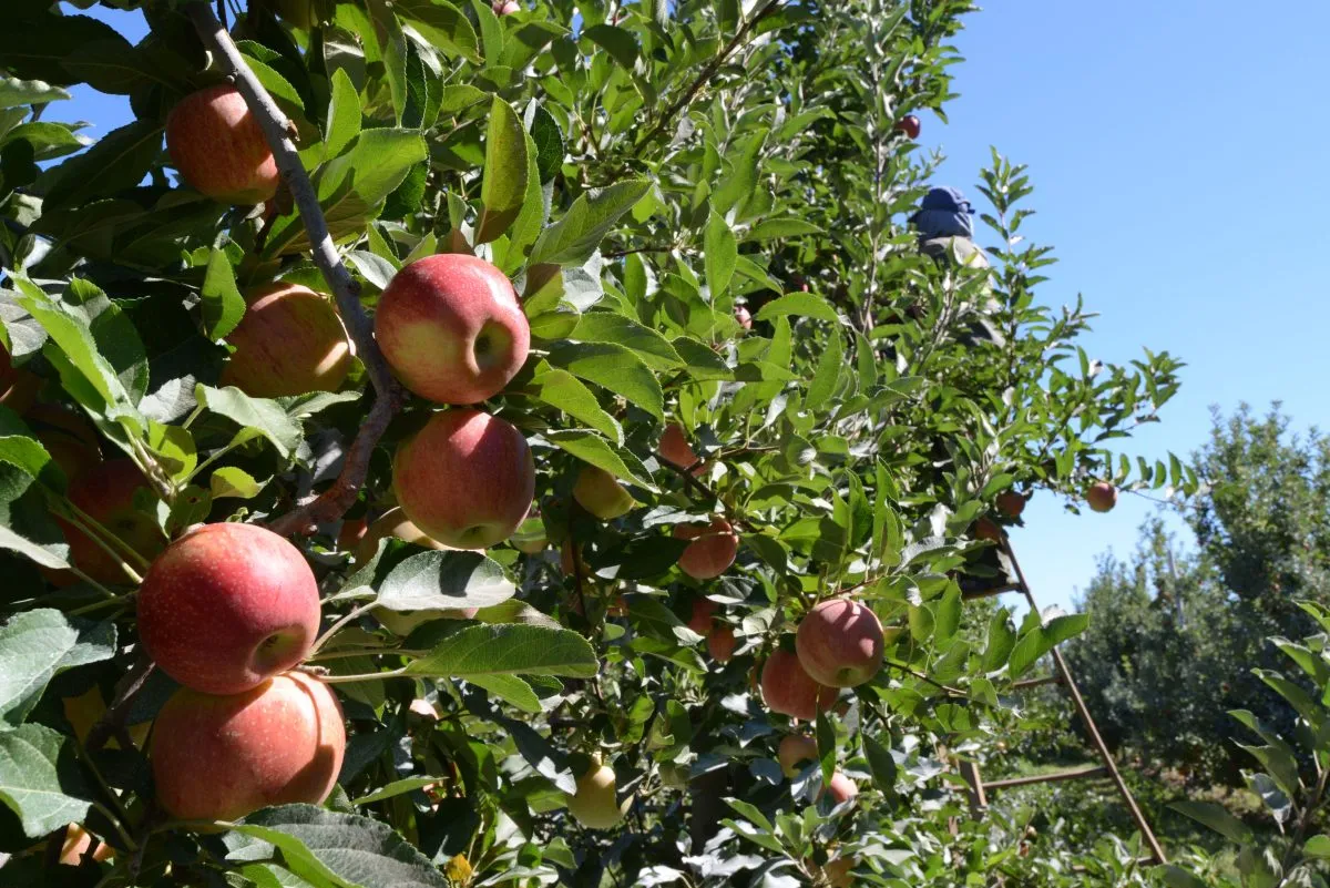 Fruticultura de la Patagonia: la crisis de la manzana y su escasa llegada a mercados externos
