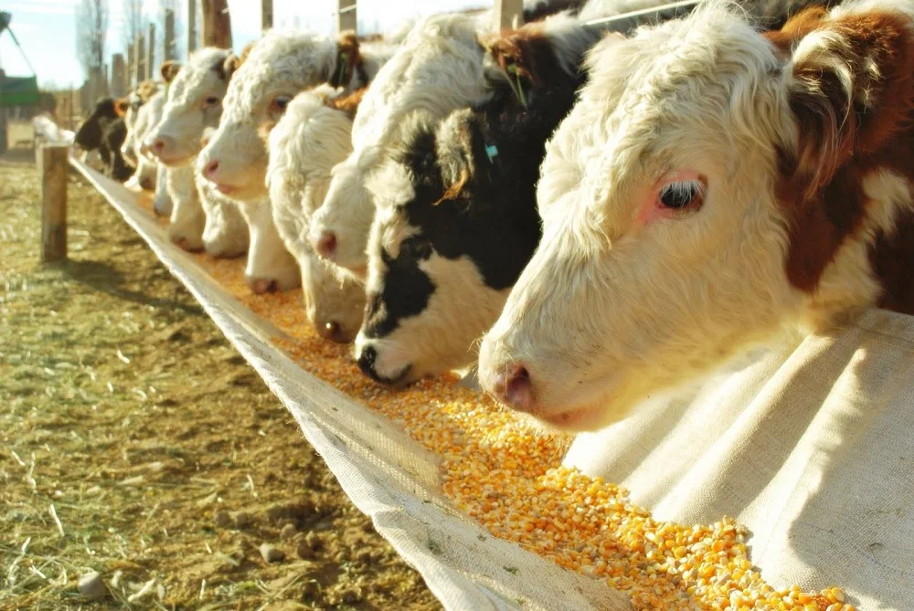 La eliminación de retenciones al maíz y la soja impacta en los costos de producción de carnes y lácteos