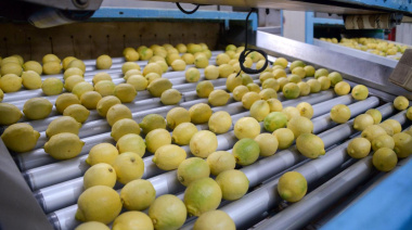 Cítricos argentinos: un motor de crecimiento en las exportaciones agroindustriales