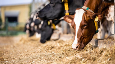 La faena bovina se desacelera: ¿Se avecina un nuevo ciclo ganadero o es solo un impase?