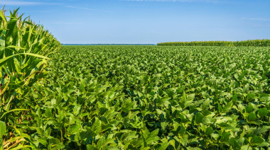 Campaña de soja 2025/26: Reservas hídricas favorables impulsan el optimismo en el agro