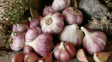 Alarma en Mendoza: Brasil flexibiliza importación de ajo y afecta a productores argentinos