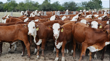 INTA propone un control integrado contra la garrapata bovina para potenciar la producción de carne