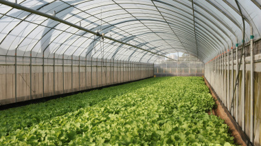 La Plata consolida su liderazgo nacional con la mayor superficie de producción frutihortícola bajo cubierta