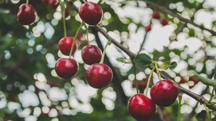 Campaña 2025/2026: Alerta por Mermas en el Volumen Exportable de Cerezas de Patagonia