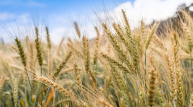 Argentina se encamina a una cosecha récord de cebada