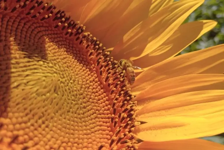 San Luis logra rendimientos de 4.000 kg/ha y desafía la media para ganar competitividad global