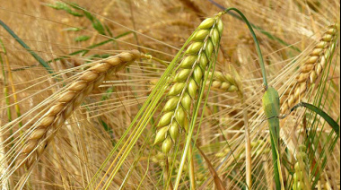 Cebada 2025/26: Bahía Blanca se consolida como eje logístico al exportar el 60% del volumen nacional