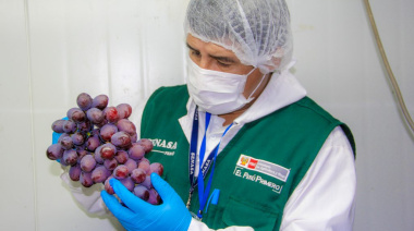 El Puerto de Paracas inicia la temporada y proyecta movilizar 46,6 millones de cajas de uva