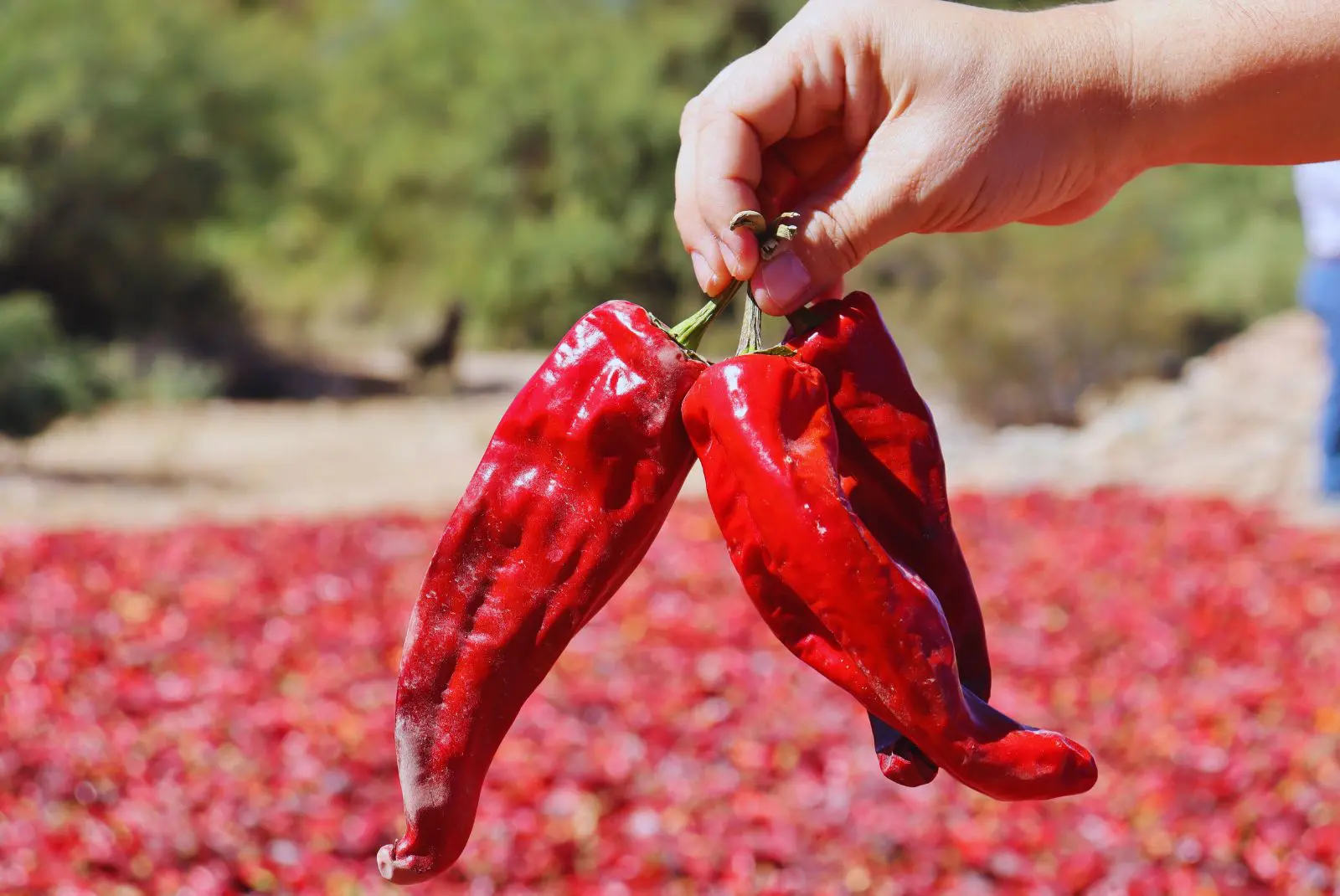 El pimiento del Valle Calchaquí obtiene la Denominación de Origen Nacional