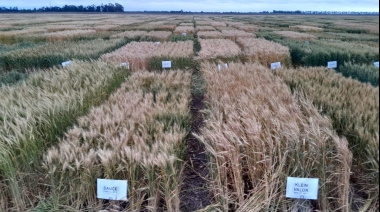 Rindes de trigo duplicarían promedios