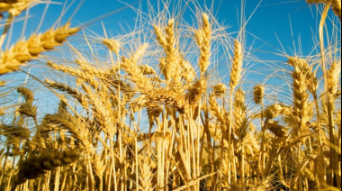 La campaña 2025/26 de trigo alcanzaría un récord histórico de 24,5 Mt en Argentina