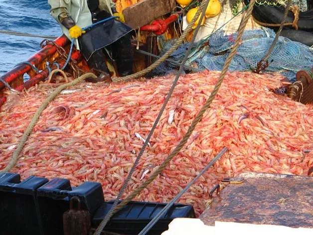 Los primeros muestreos de langostino reflejan un inicio irregular en la costa de Chubut
