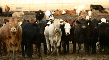 Uruguay: La falta de certificados sanitarios deja 3.000 vacas bloqueadas  en la costa turca