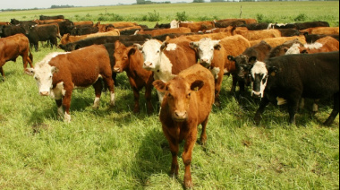 SENASA endurece controles y exige 100% de eficacia a los antisárnicos bovinos