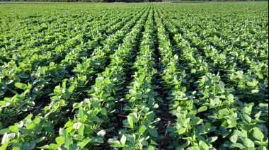 La soja de primera alcanza el 55% del área sembrada