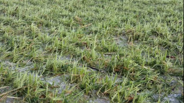 Heladas tardías y déficit hídrico afectan la proyección de rindes