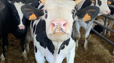 Carguero con 2.901 vacas regresa desde Turquía con riesgo de mortandad por falta de alimento