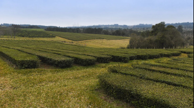 El primer Té Argentino con certificación de baja huella de carbono