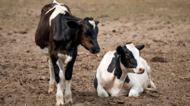 Estrategia oficial para contener la Garrapata Bovina: Entre Ríos crea un comando técnico contra la Tristeza Bovina