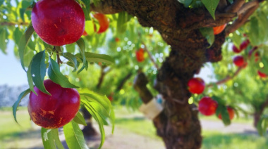 La nueva nectarina con 47 días de poscosecha que revoluciona la logística frutícola Argentina
