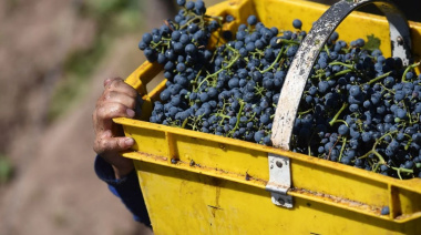 IANV: Gremio alerta por informalidad al eliminar controles de viñedos