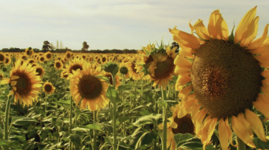 El girasol en Argentina: Una cosecha que proyecta US$ 2.000 millones en divisas