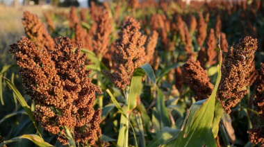 Análisis del Mercado del Sorgo en Rosario: Tendencias y Perspectivas al 27 de Noviembre