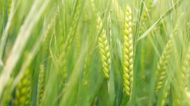 Reconfiguración en el mercado de semillas: RAGT adquiere el negocio global de cebada maltera de Syngenta