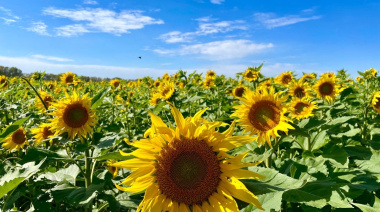 El girasol expande su área un 7% y la cosecha fina anticipa rendimientos superiores a la media histórica