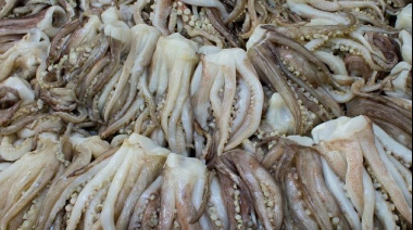 Europa compra a ciegas: un estudio revela que la mitad del calamar se vende sin datos de origen ni especie