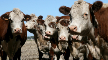 Perspectivas 2026: La ganadería ingresa en una "nueva era" de precios alcistas y demanda sostenida