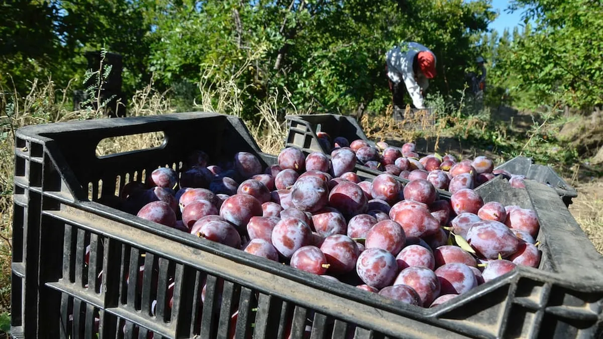 Ciruela industria: con una cosecha de volumen moderado, Mendoza avanza en la apertura sanitaria del mercado chino