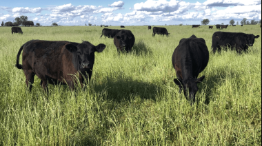 El sector ganadero bonaerense rechaza propuesta de tasa por emisiones de metano