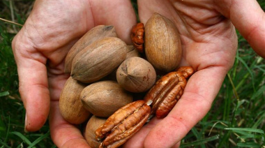 Argentina concreta el primer envío de nuez pecán a China tras apertura sanitaria