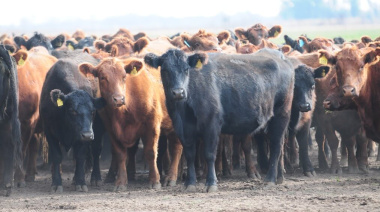 La producción ganadera argentina gira hacia animales más pesados ante dinámicas de mercado
