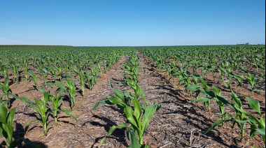 Estrategias de siembra y manejo del maíz tardío: claves para optimizar la producción en Argentina