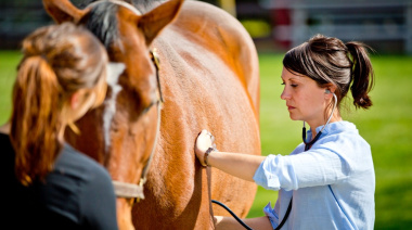 Encefalomielitis equina: la amenaza viral que requiere prevención urgente en el campo argentino