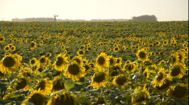 Récord histórico en molienda de girasol frente a la desaceleración estacional de la soja